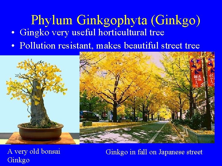 Phylum Ginkgophyta (Ginkgo) • Gingko very useful horticultural tree • Pollution resistant, makes beautiful