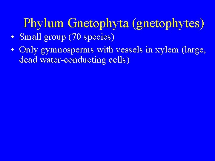 Phylum Gnetophyta (gnetophytes) • Small group (70 species) • Only gymnosperms with vessels in