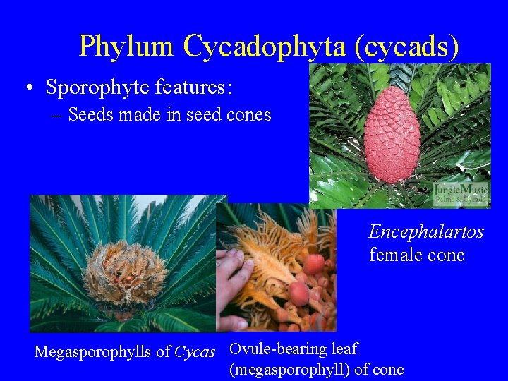 Phylum Cycadophyta (cycads) • Sporophyte features: – Seeds made in seed cones Encephalartos female