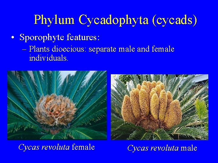 Phylum Cycadophyta (cycads) • Sporophyte features: – Plants dioecious: separate male and female individuals.