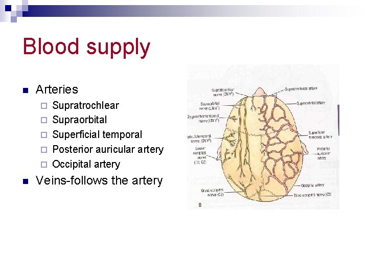 Blood supply n Arteries ¨ ¨ ¨ n Supratrochlear Supraorbital Superficial temporal Posterior auricular