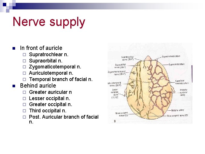 Nerve supply n In front of auricle ¨ ¨ ¨ n Supratrochlear n. Supraorbital