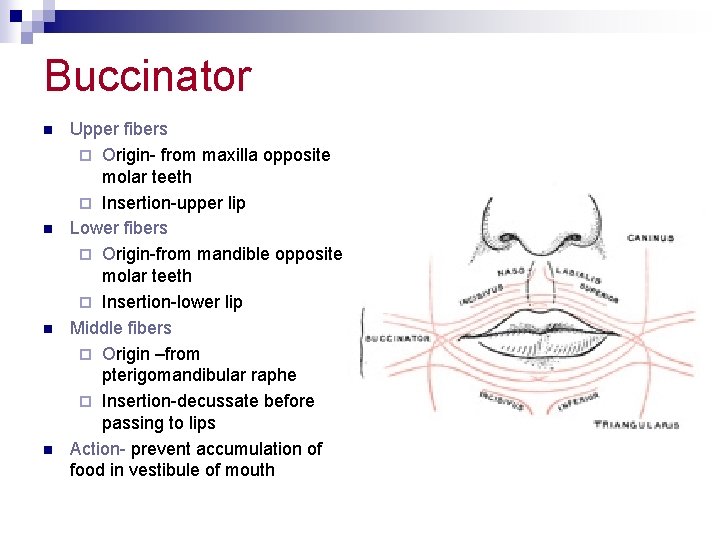 Buccinator n n Upper fibers ¨ Origin- from maxilla opposite molar teeth ¨ Insertion-upper