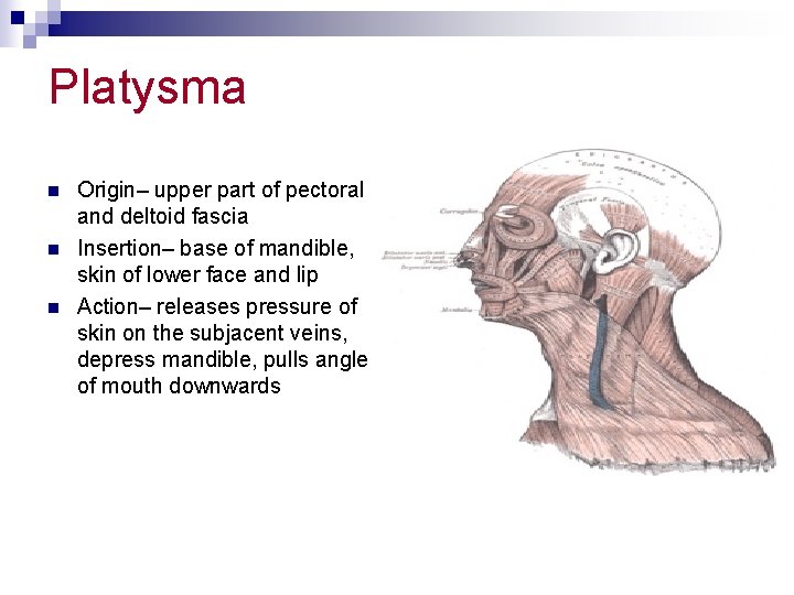 Platysma n n n Origin– upper part of pectoral and deltoid fascia Insertion– base