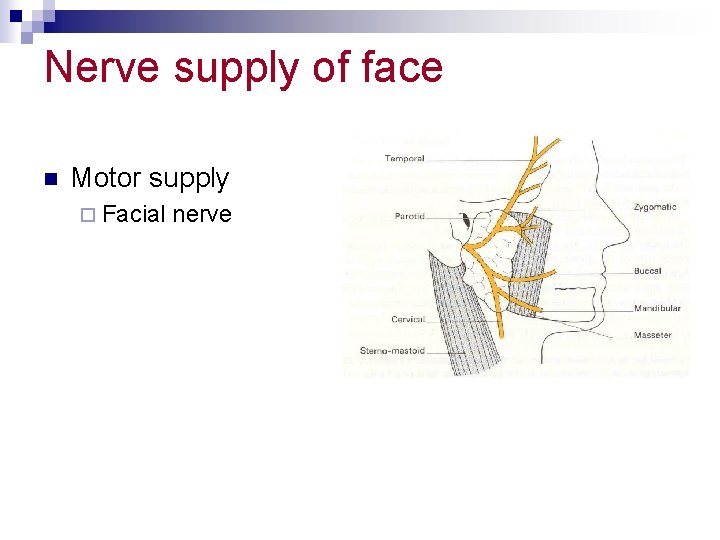 Nerve supply of face n Motor supply ¨ Facial nerve 