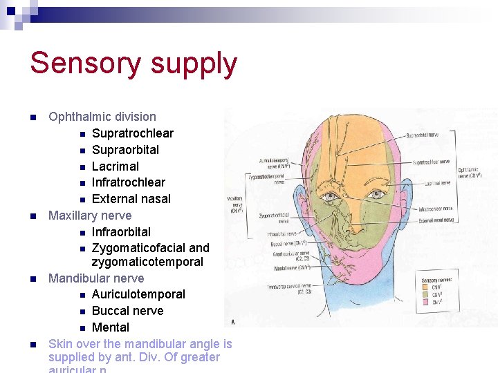 Sensory supply n n Ophthalmic division n Supratrochlear n Supraorbital n Lacrimal n Infratrochlear