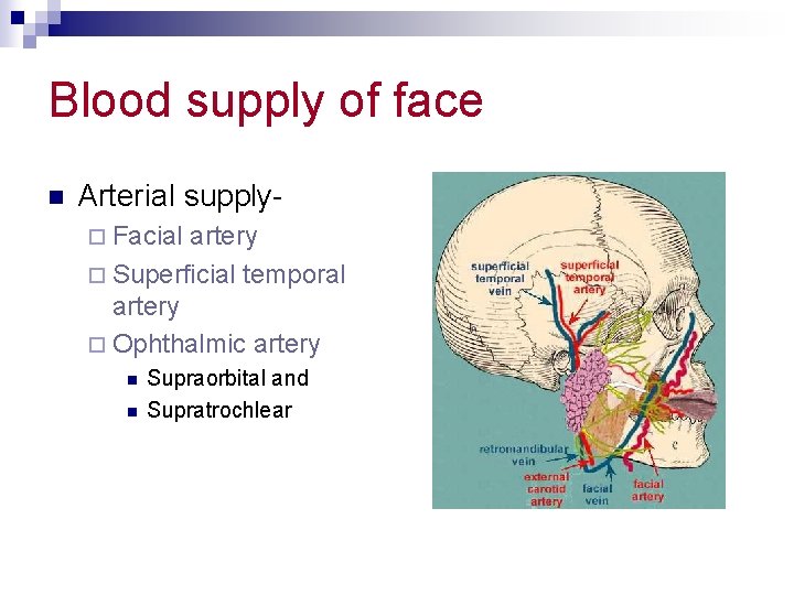 Blood supply of face n Arterial supply¨ Facial artery ¨ Superficial temporal artery ¨