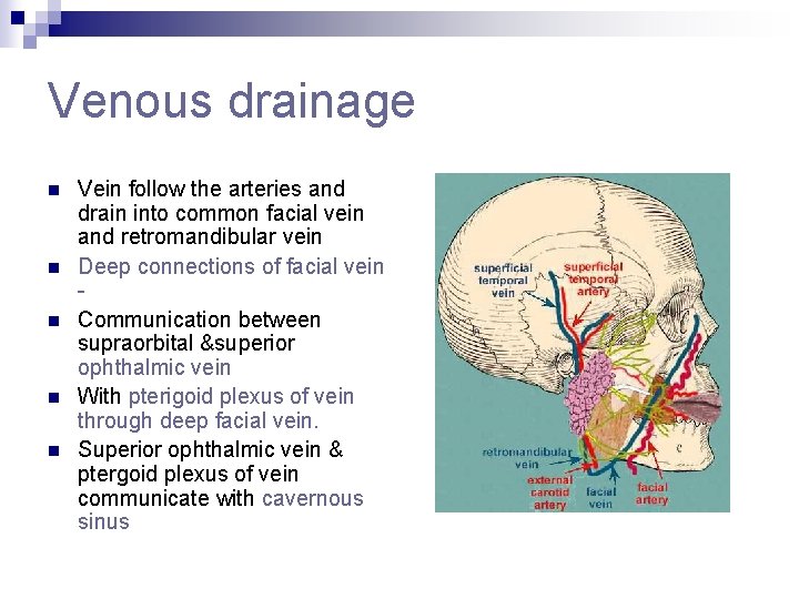 Venous drainage n n n Vein follow the arteries and drain into common facial