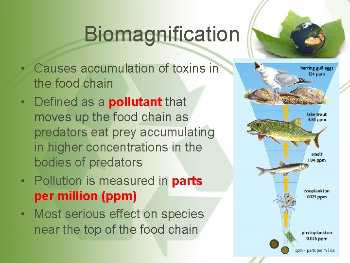 Biomagnification • Causes accumulation of toxins in the food chain • Defined as a