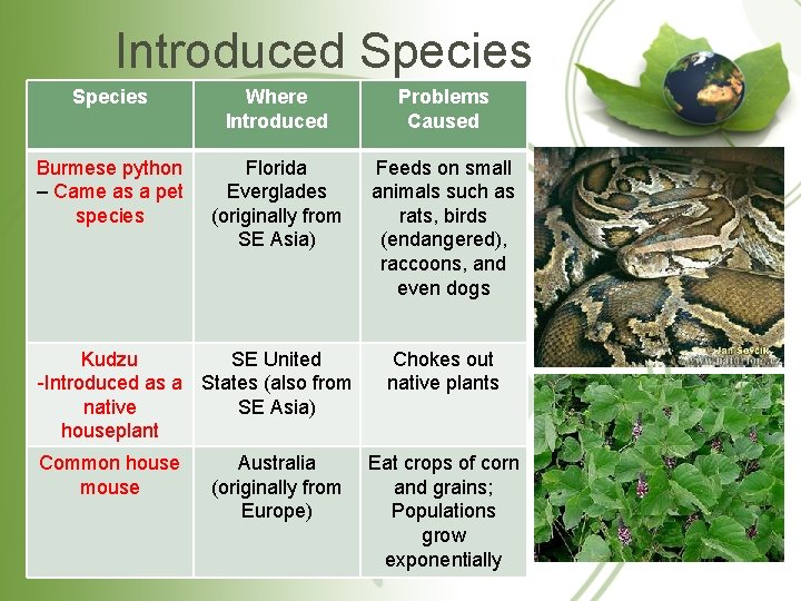 Introduced Species Where Introduced Problems Caused Burmese python – Came as a pet species