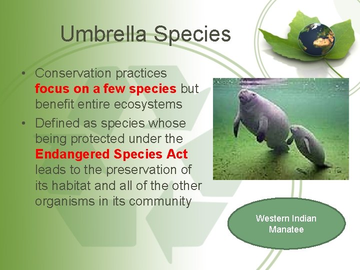 Umbrella Species • Conservation practices focus on a few species but benefit entire ecosystems