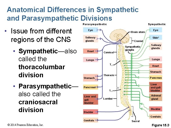 Anatomical Differences in Sympathetic and Parasympathetic Divisions Parasympathetic • Issue from different regions of