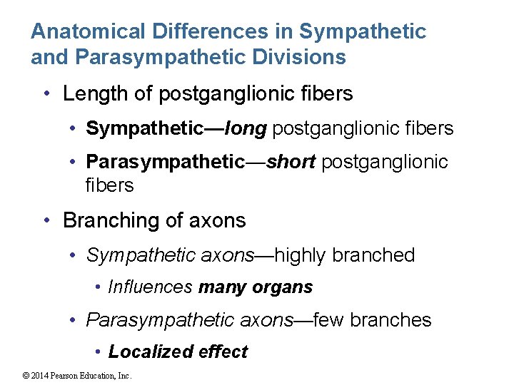 Anatomical Differences in Sympathetic and Parasympathetic Divisions • Length of postganglionic fibers • Sympathetic—long