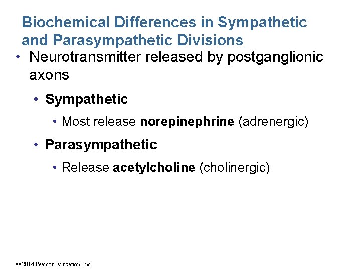 Biochemical Differences in Sympathetic and Parasympathetic Divisions • Neurotransmitter released by postganglionic axons •