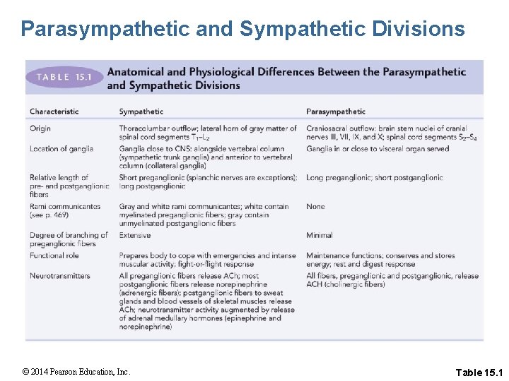 Parasympathetic and Sympathetic Divisions © 2014 Pearson Education, Inc. Table 15. 1 