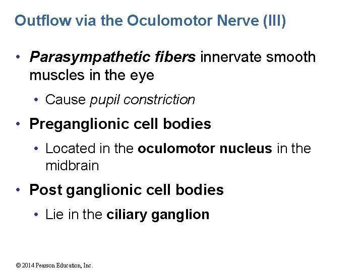 Outflow via the Oculomotor Nerve (III) • Parasympathetic fibers innervate smooth muscles in the