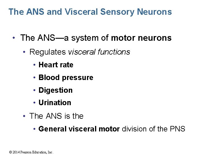 The ANS and Visceral Sensory Neurons • The ANS—a system of motor neurons •