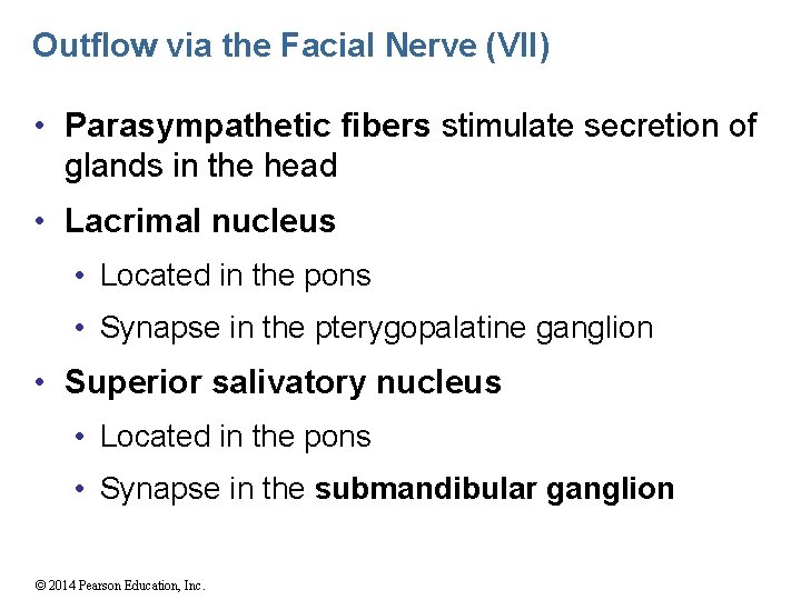 Outflow via the Facial Nerve (VII) • Parasympathetic fibers stimulate secretion of glands in