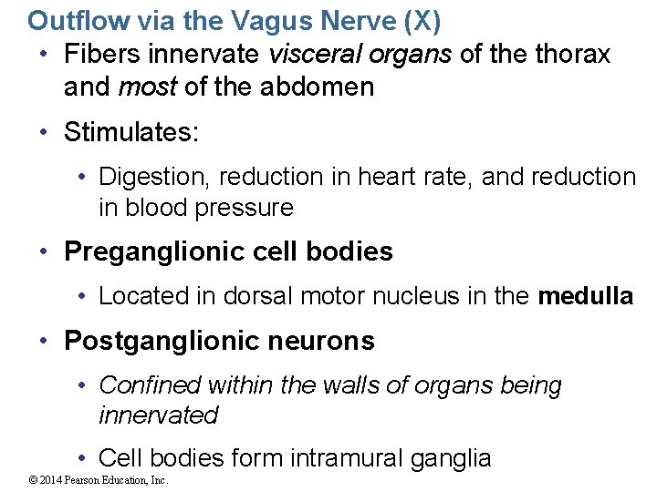 Outflow via the Vagus Nerve (X) • Fibers innervate visceral organs of the thorax