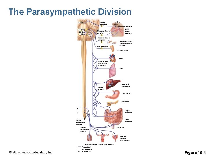 The Parasympathetic Division Ciliary ganglion CN III CN VII CN IX CN X Eye