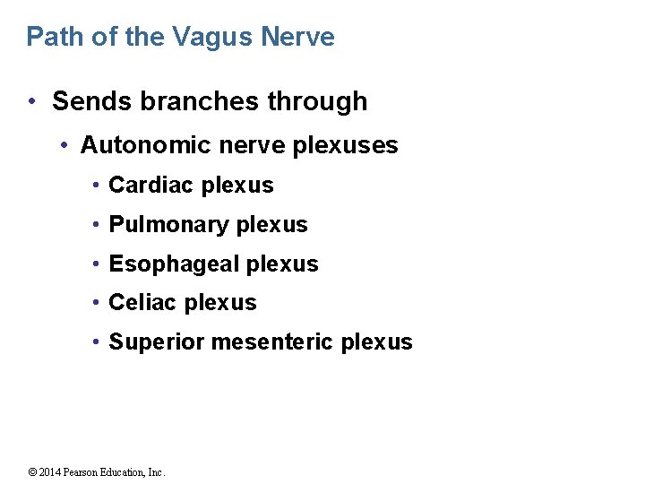 Path of the Vagus Nerve • Sends branches through • Autonomic nerve plexuses •