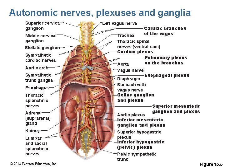 Autonomic nerves, plexuses and ganglia Superior cervical ganglion Middle cervical ganglion Stellate ganglion Sympathetic