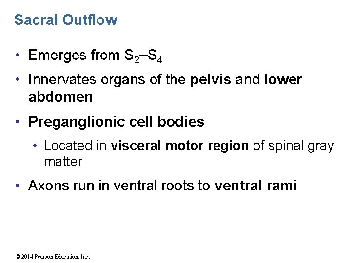 Sacral Outflow • Emerges from S 2–S 4 • Innervates organs of the pelvis