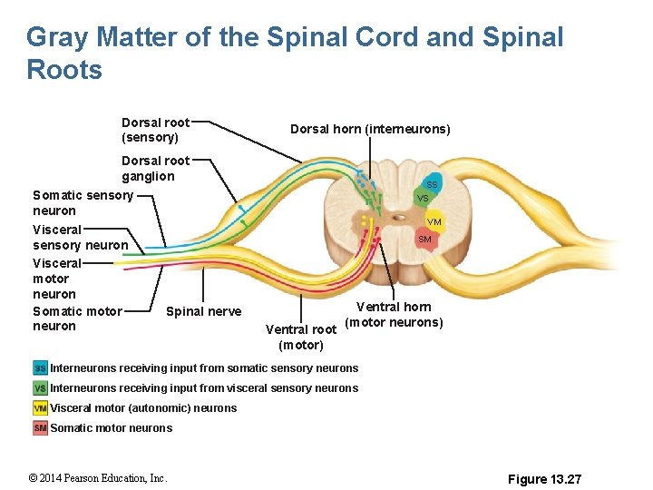 Gray Matter of the Spinal Cord and Spinal Roots Dorsal root (sensory) Dorsal horn