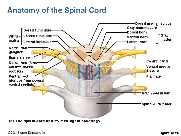 Anatomy of the Spinal Cord Dorsal funiculus White matter Ventral funiculus Lateral funiculus Dorsal