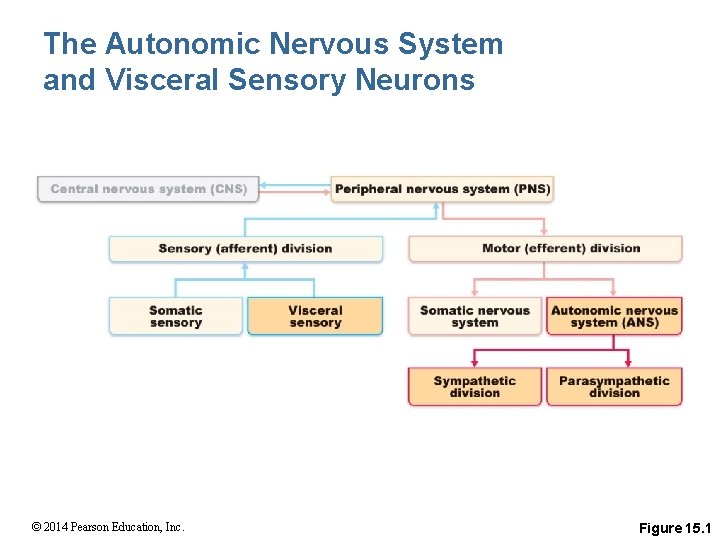 The Autonomic Nervous System and Visceral Sensory Neurons © 2014 Pearson Education, Inc. Figure