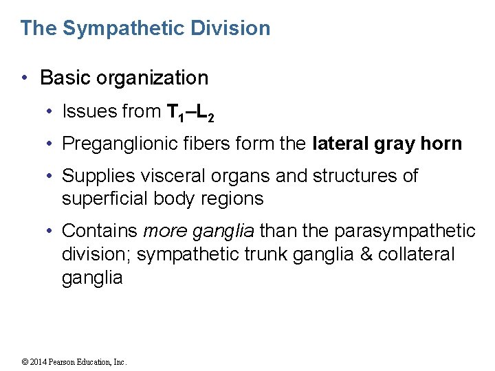 The Sympathetic Division • Basic organization • Issues from T 1–L 2 • Preganglionic