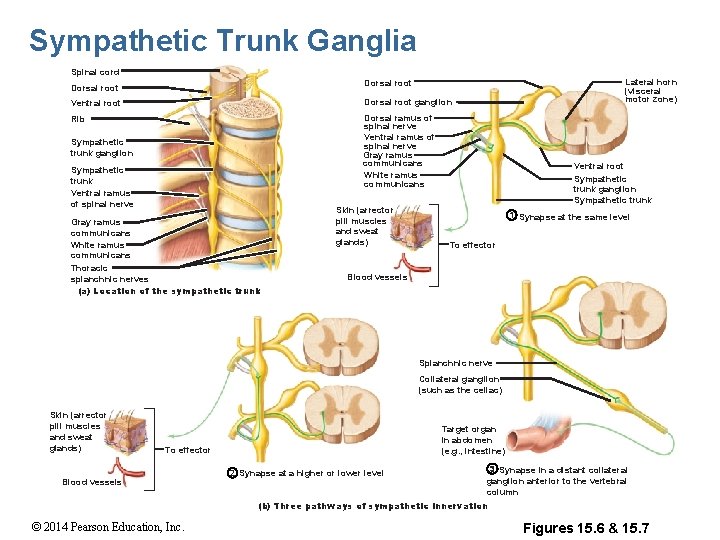 Sympathetic Trunk Ganglia Spinal cord Lateral horn (visceral motor zone) Dorsal root Ventral root