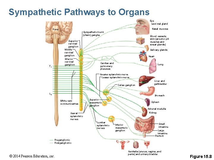 Sympathetic Pathways to Organs Eye Lacrimal gland Nasal mucosa Pons Sympathetic trunk (chain) ganglia