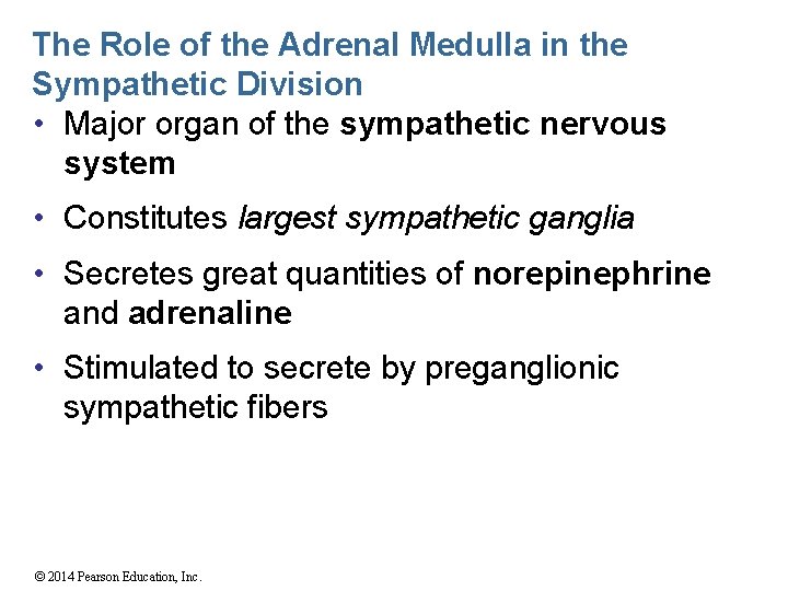 The Role of the Adrenal Medulla in the Sympathetic Division • Major organ of