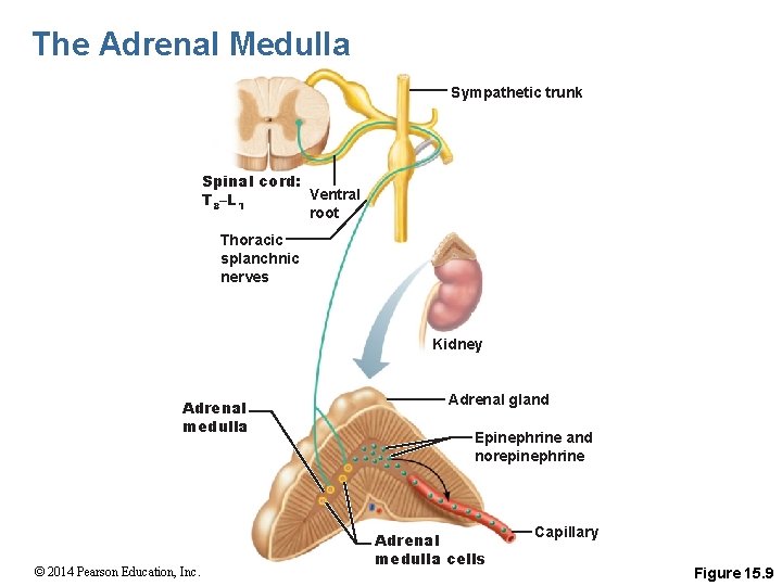 The Adrenal Medulla Sympathetic trunk Spinal cord: Ventral T 8–L 1 root Thoracic splanchnic