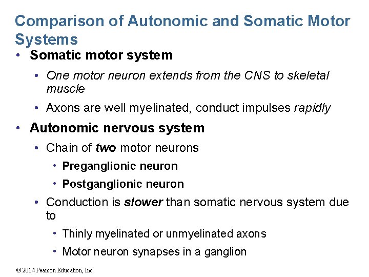 Comparison of Autonomic and Somatic Motor Systems • Somatic motor system • One motor