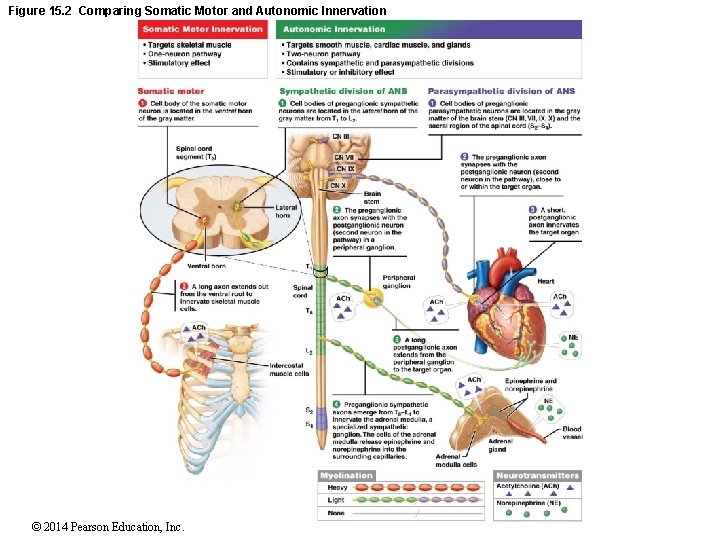 Figure 15. 2 Comparing Somatic Motor and Autonomic Innervation © 2014 Pearson Education, Inc.