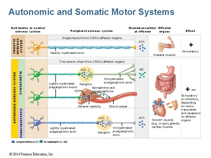 Autonomic and Somatic Motor Systems SOMATIC NERVOUS SYSTEM Cell bodies in central nervous system