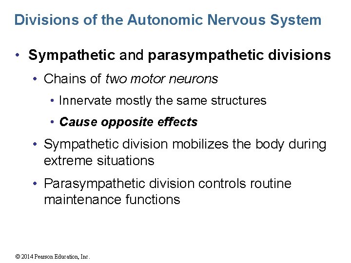 Divisions of the Autonomic Nervous System • Sympathetic and parasympathetic divisions • Chains of