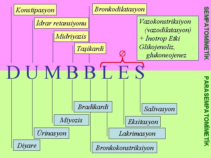 İdrar retansiyonu Midriyazis Taşikardi Ø Vazokonstriksiyon (vazodilatasyon) + İnotrop Etki Glikojenoliz, glukoneojenez Bradikardi Miyozis