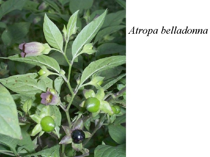 Atropa belladonna 