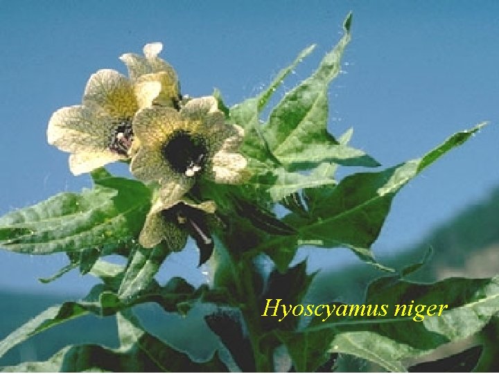 Hyoscyamus niger 