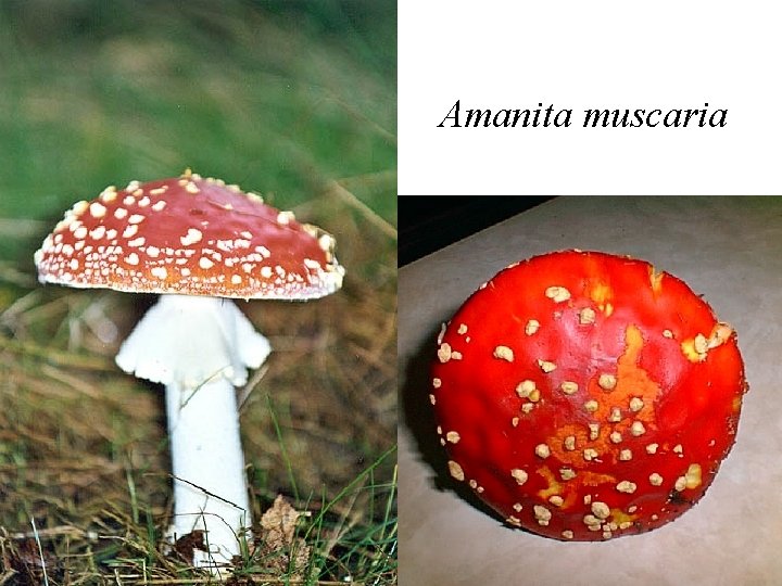 Amanita muscaria 