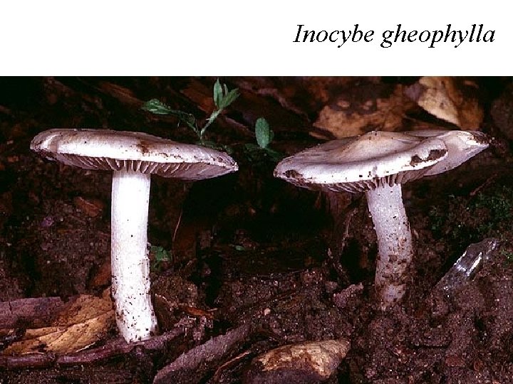 Inocybe gheophylla 