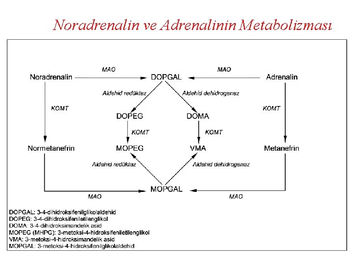 Noradrenalin ve Adrenalinin Metabolizması 