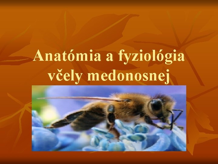 Anatómia a fyziológia včely medonosnej 
