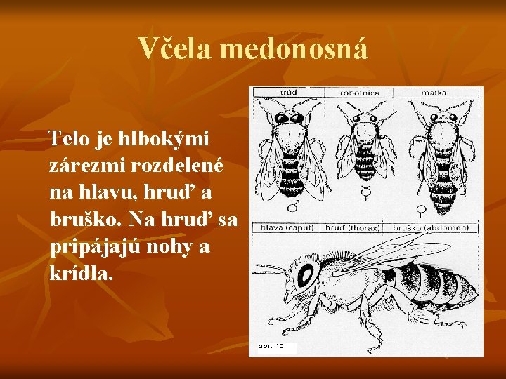 Včela medonosná Telo je hlbokými zárezmi rozdelené na hlavu, hruď a bruško. Na hruď