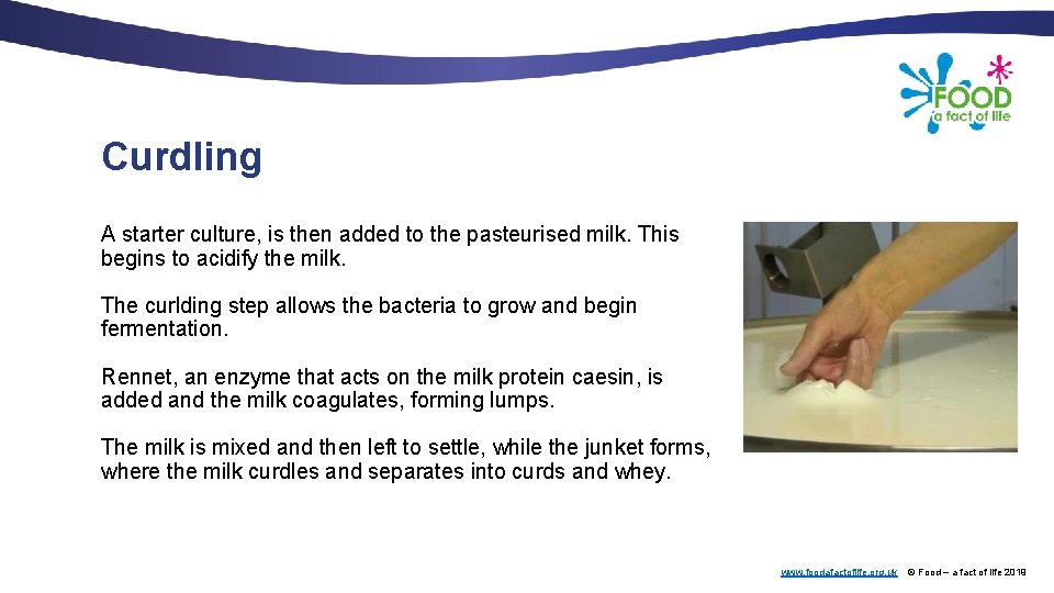 Curdling A starter culture, is then added to the pasteurised milk. This begins to