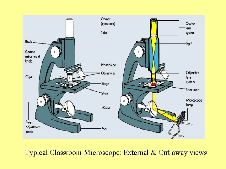 Typical Classroom Microscope: External & Cut-away views 