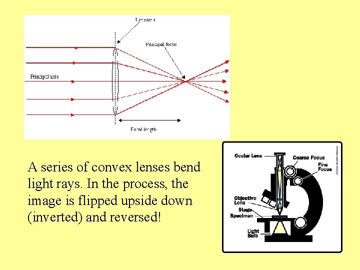 A series of convex lenses bend light rays. In the process, the image is